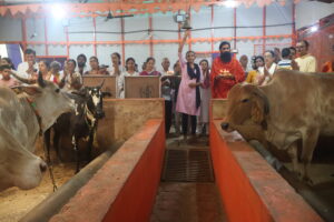 Cattle being fed fodder by workers, outdoor area, bright daylight