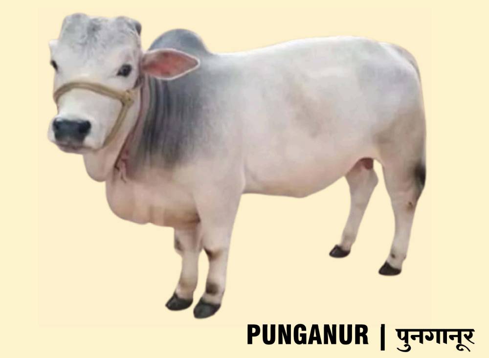 Punganur