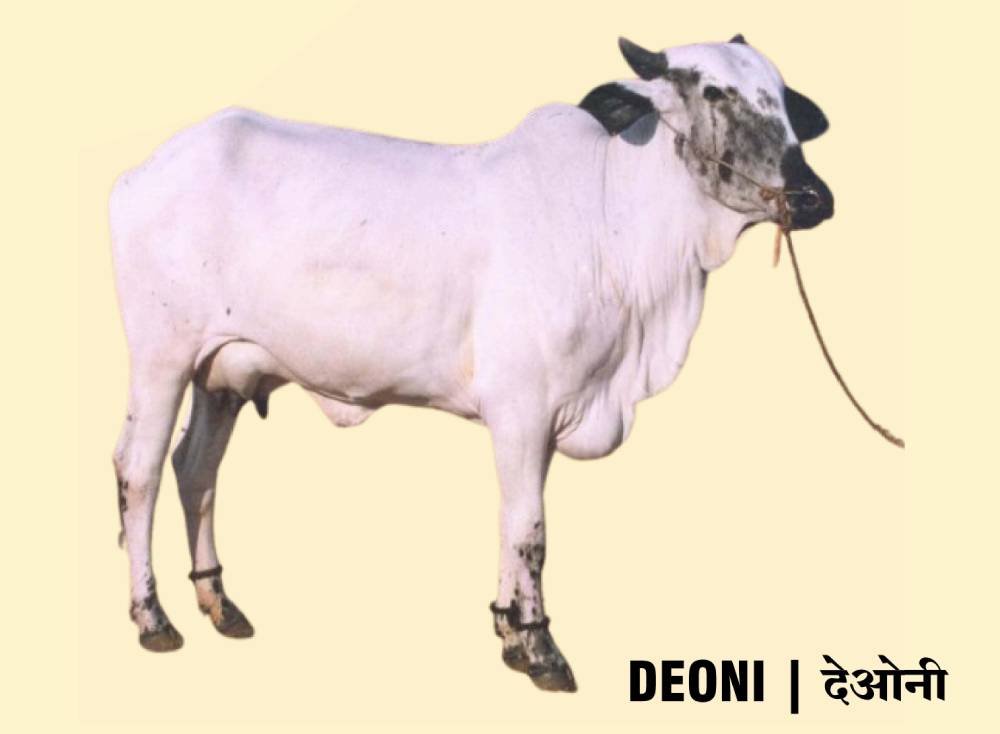 deoni