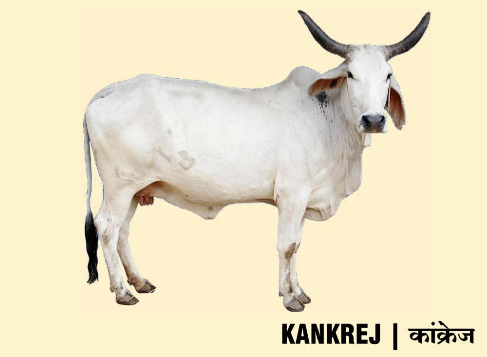 kankrej