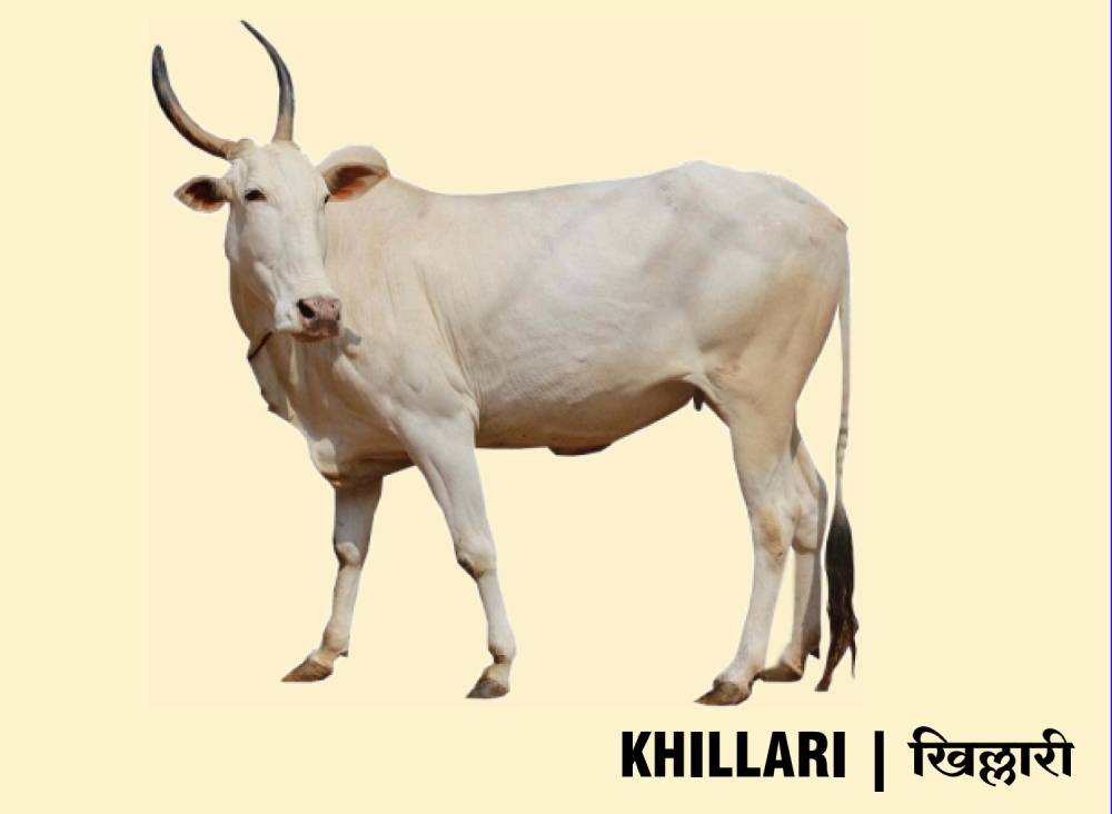 khillari