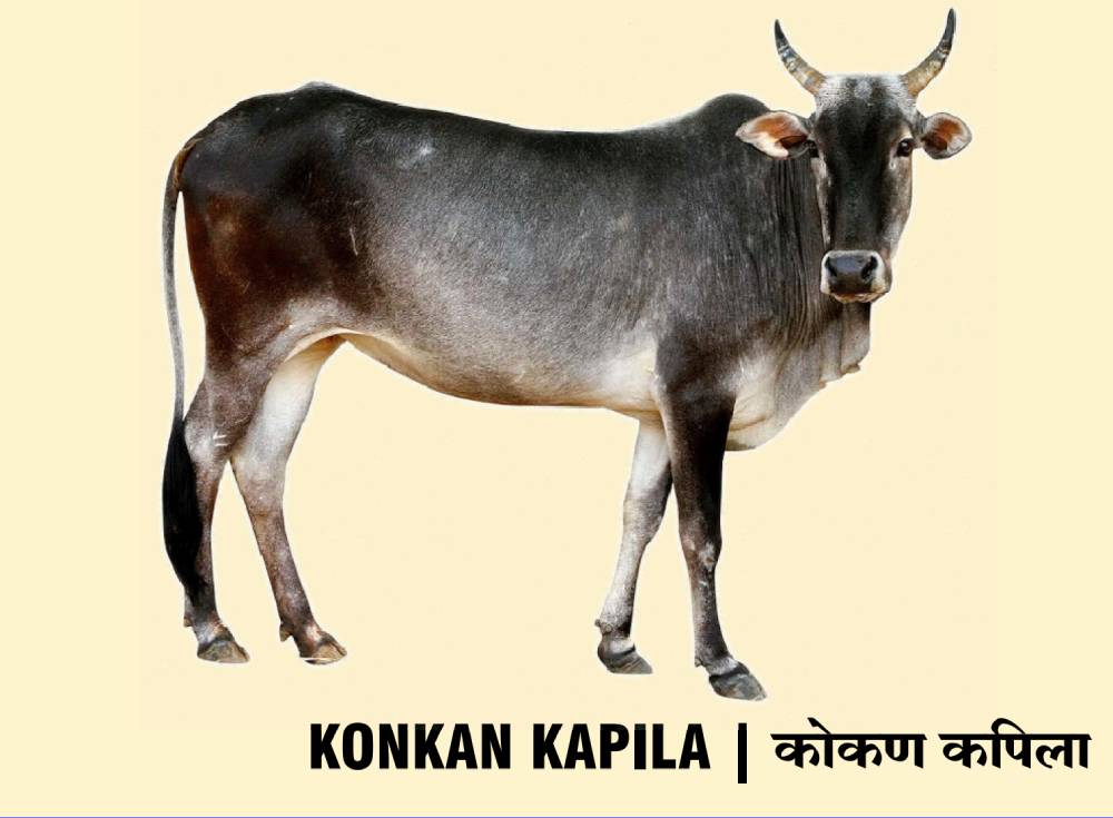 konkan kapila