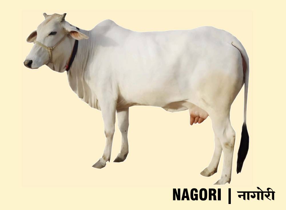 nagori