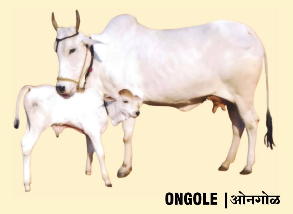 ongole