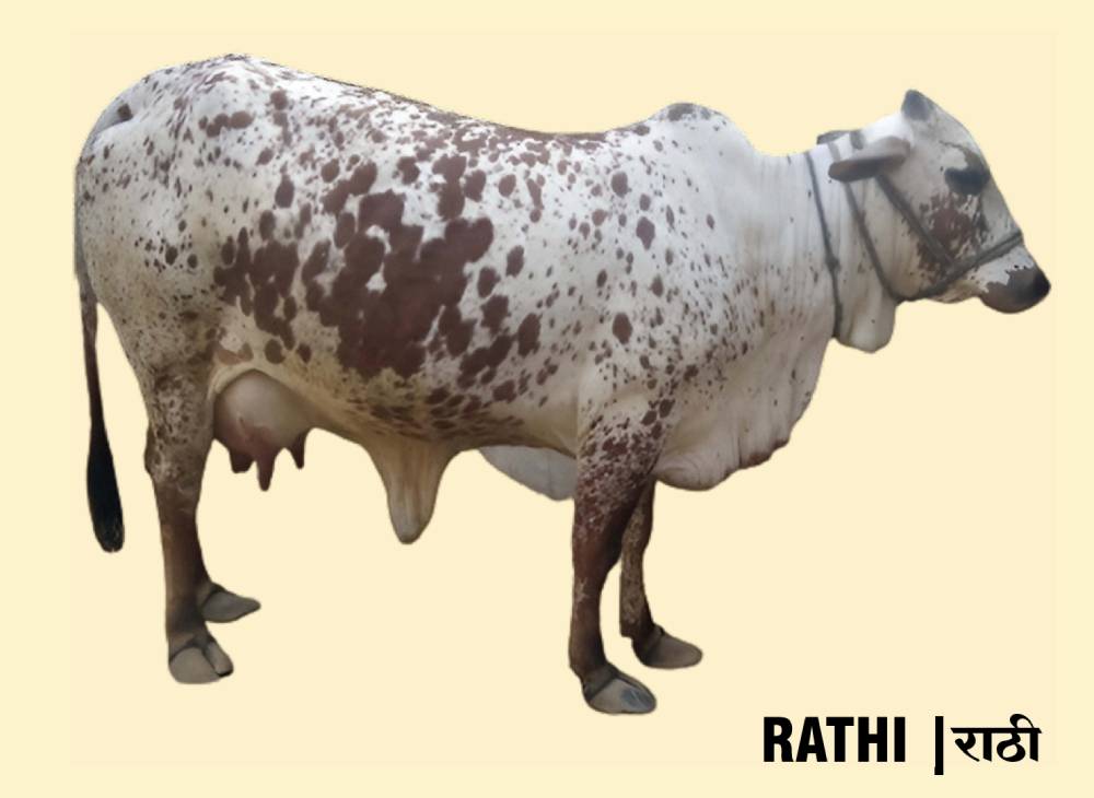 rathi
