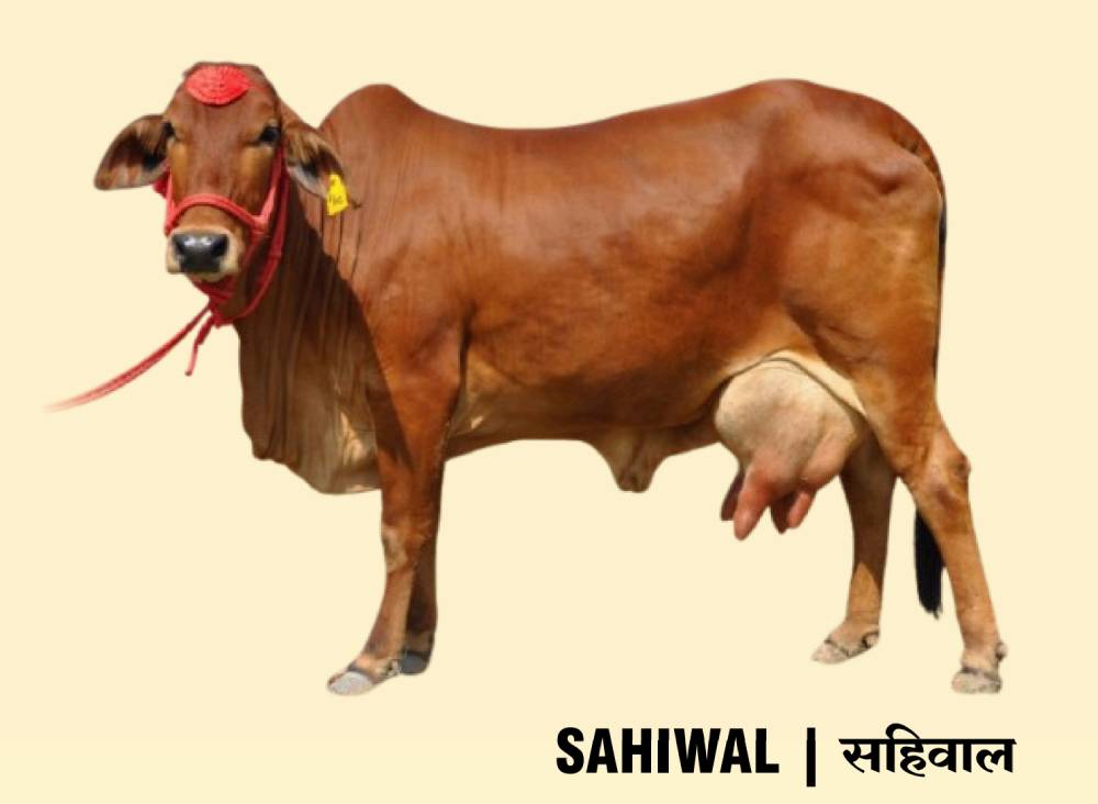 sahiwal