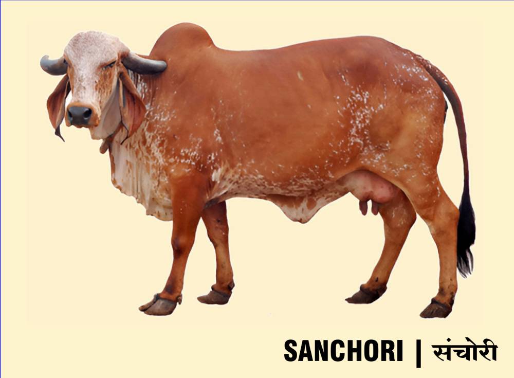 sanchori