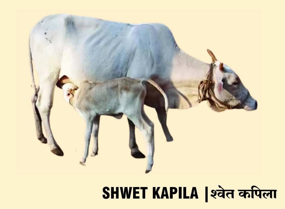 shwet kapila