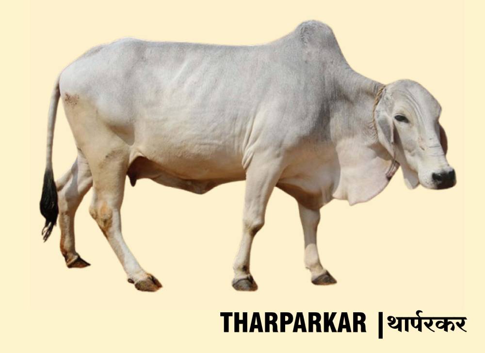 tharparkar