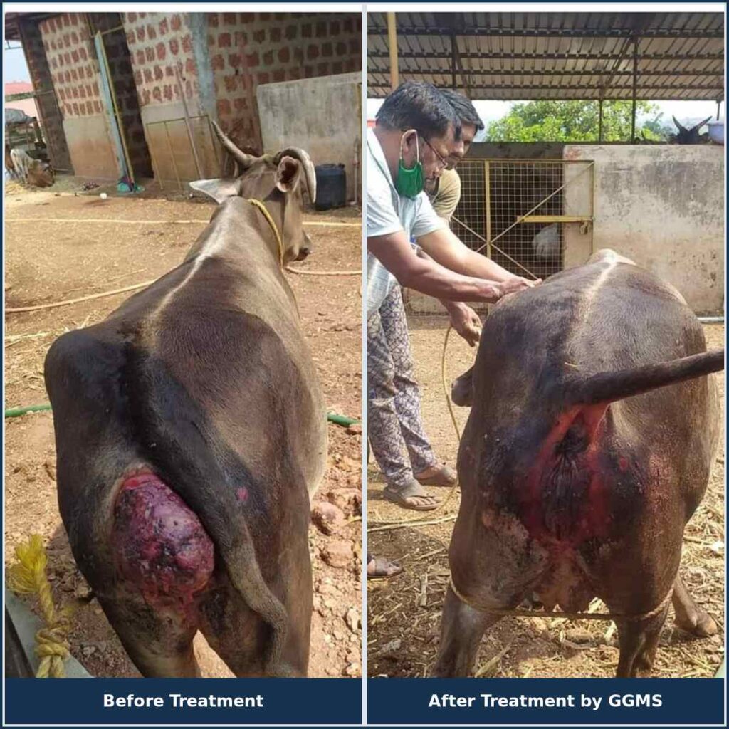 Cow Treatment