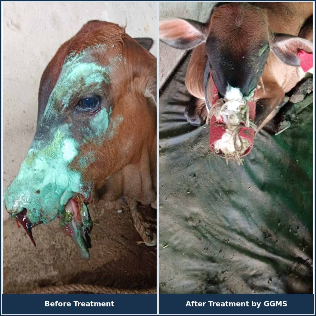 Cow Treatment