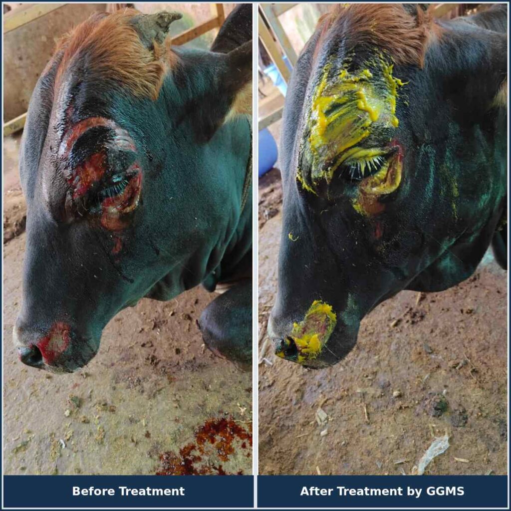 Cow Treatment