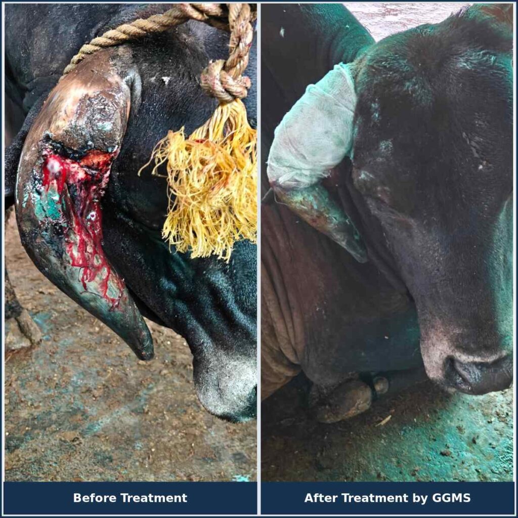 Cow Treatment