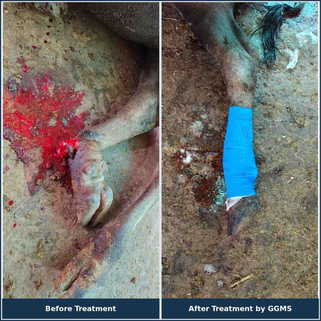 Cow Treatment
